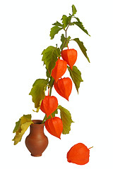 Image showing Physalis, isolated