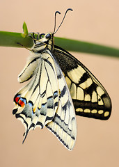 Image showing Swallowtail