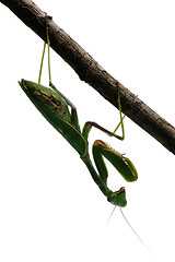 Image showing Praying mantis on a tree