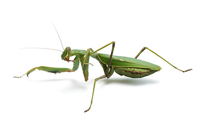 Image showing Praying mantis