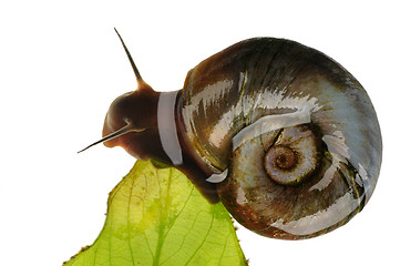 Image showing Great ramshorn, isolated