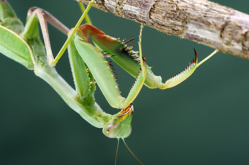 Image showing Praying mantis on a tree, close-up