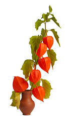 Image showing Physalis, isolated