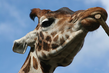 Image showing A close up portrait of a giraffe chewing a stick