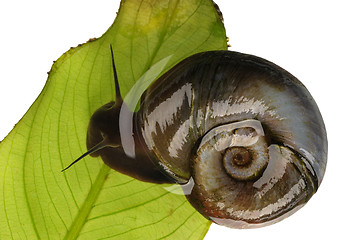 Image showing Great ramshorn, isolated