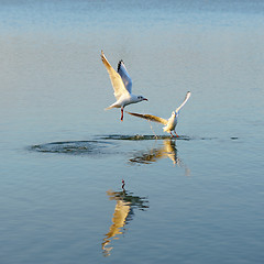 Image showing Two seagulls