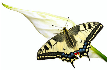 Image showing Swallowtail