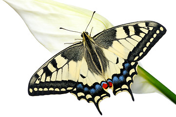 Image showing Swallowtail