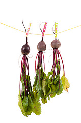 Image showing Hanging beet