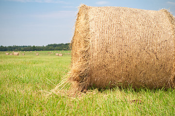 Image showing Hay