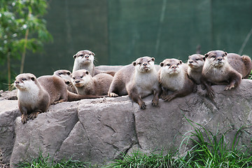 Image showing A family group of otters rest on a rock