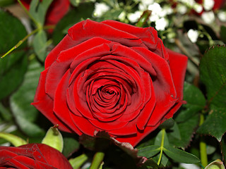 Image showing Rose