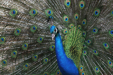 Image showing A peacock displays his glorious plumage