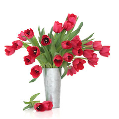Image showing Red Tulip Beauty