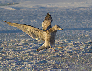 Image showing Seagull landing in the snow