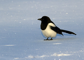 Image showing Magpie