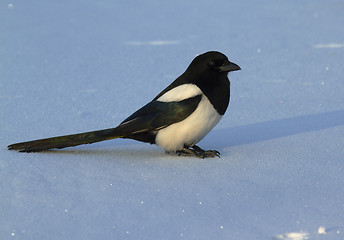 Image showing Magpie