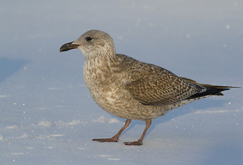 Image showing Seagull on the ice