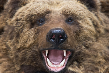 Image showing bear closeup