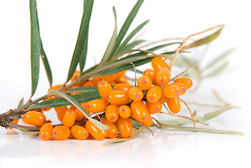 Image showing sea-buckthorn