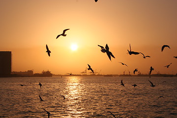 Image showing seagulls at sunset