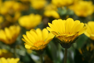 Image showing  sunflowers