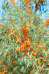 Image showing sea-buckthorn