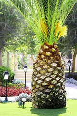 Image showing Palm Tree like big pineapple