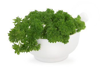 Image showing Parsley Herb  