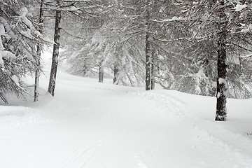 Image showing Winter Forest