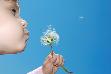 Image showing dandelion wishing blowing seeds