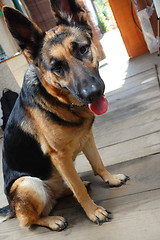 Image showing german shepherd 