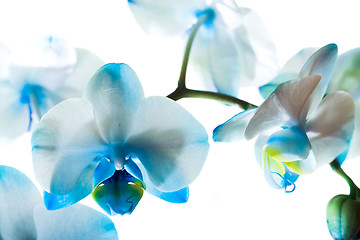 Image showing Dark blue orchid