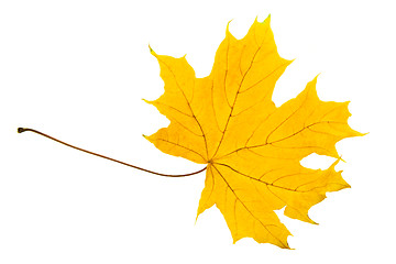 Image showing Yellow sheet of a maple