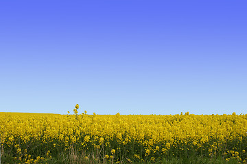 Image showing A background of a field of yellow flowers with a bright blue sky