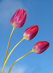 Image showing Three red tulips against a bright blue sky
