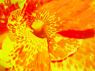 Image showing Orange spotted flower closeup 