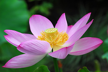 Image showing Lotus Flower