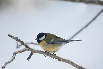 Image showing great tit