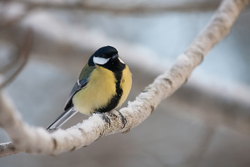 Image showing Great tit