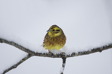 Image showing Yellowhammer