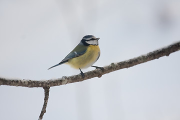 Image showing Blue tit