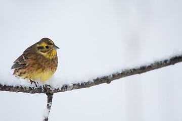 Image showing Yellowhammer