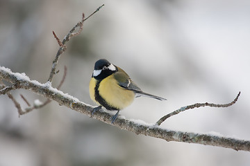 Image showing great tit