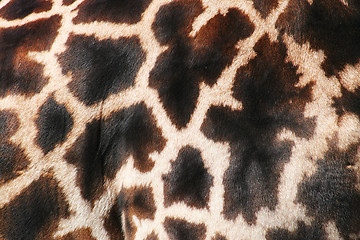 Image showing A background of real fur