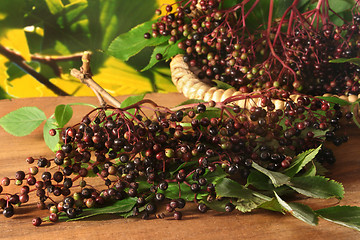 Image showing Elderberries