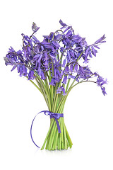 Image showing Bluebell Flowers