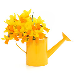 Image showing Narcissus Flowers