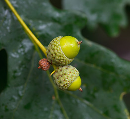 Image showing Acorns