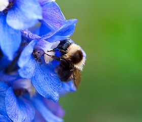 Image showing Bumblebee.